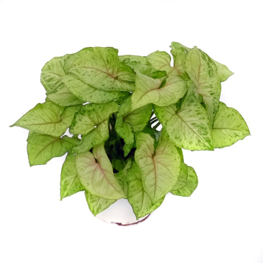 Сингониум Пинк Сплеш