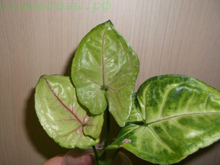 Сингониум Берри