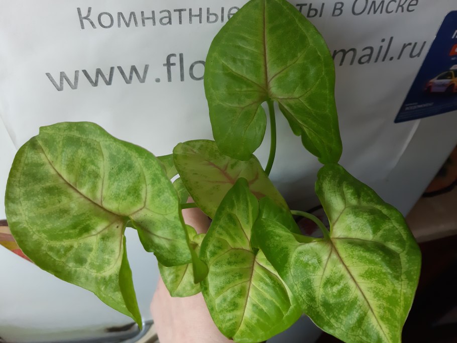 Сингониум голден аллюжен