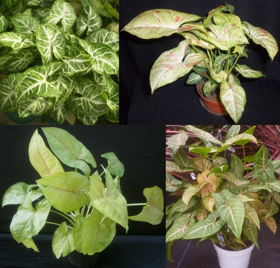 Сингониум Саншайн