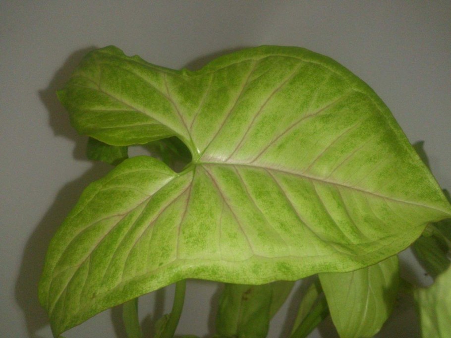 Сингониумы листья сорта