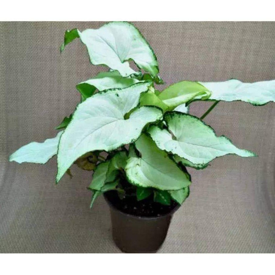 Сингониум неон Робуста