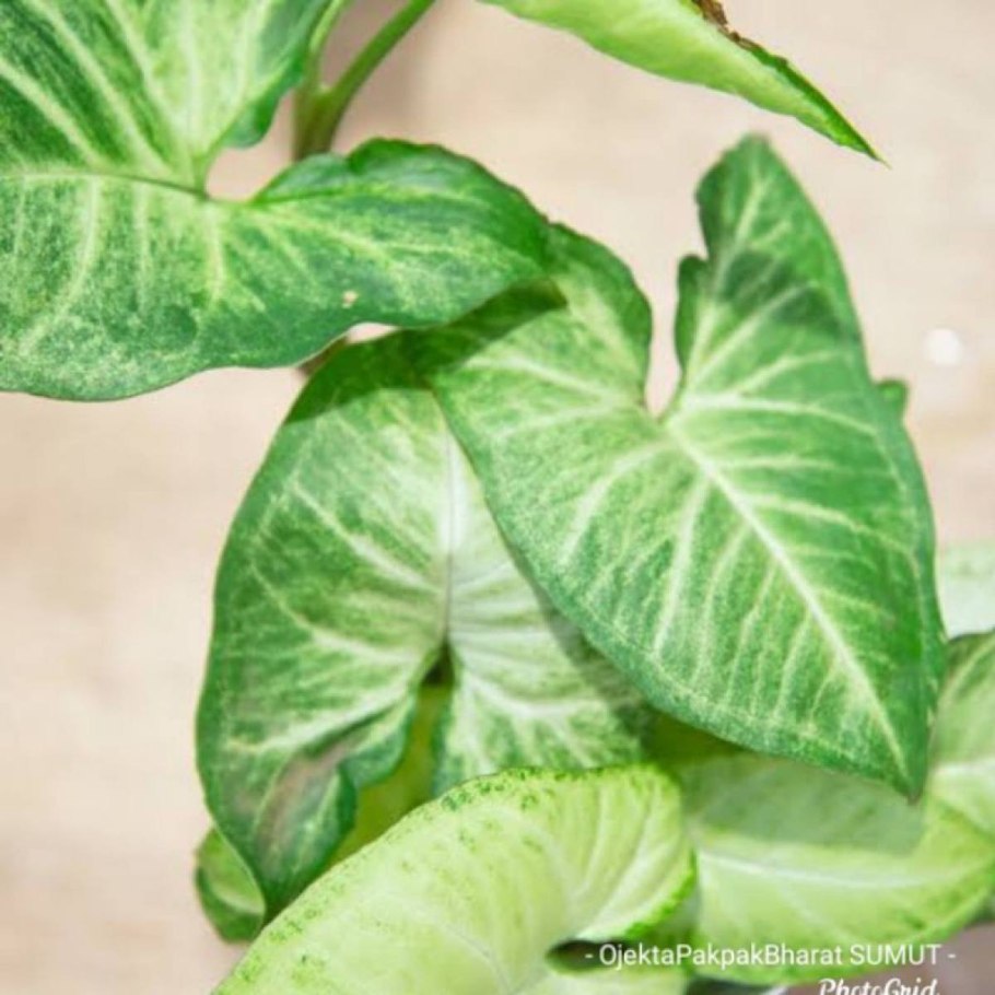 Syngonium podophyllum