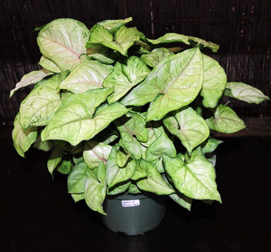 Сингониум podophyllum