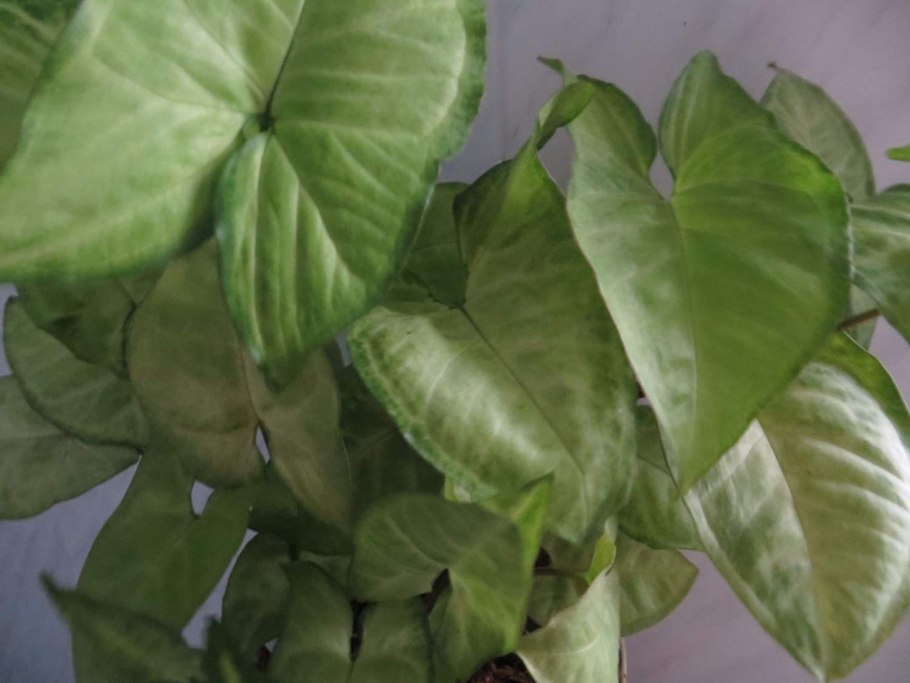 Сингониум ножколистный