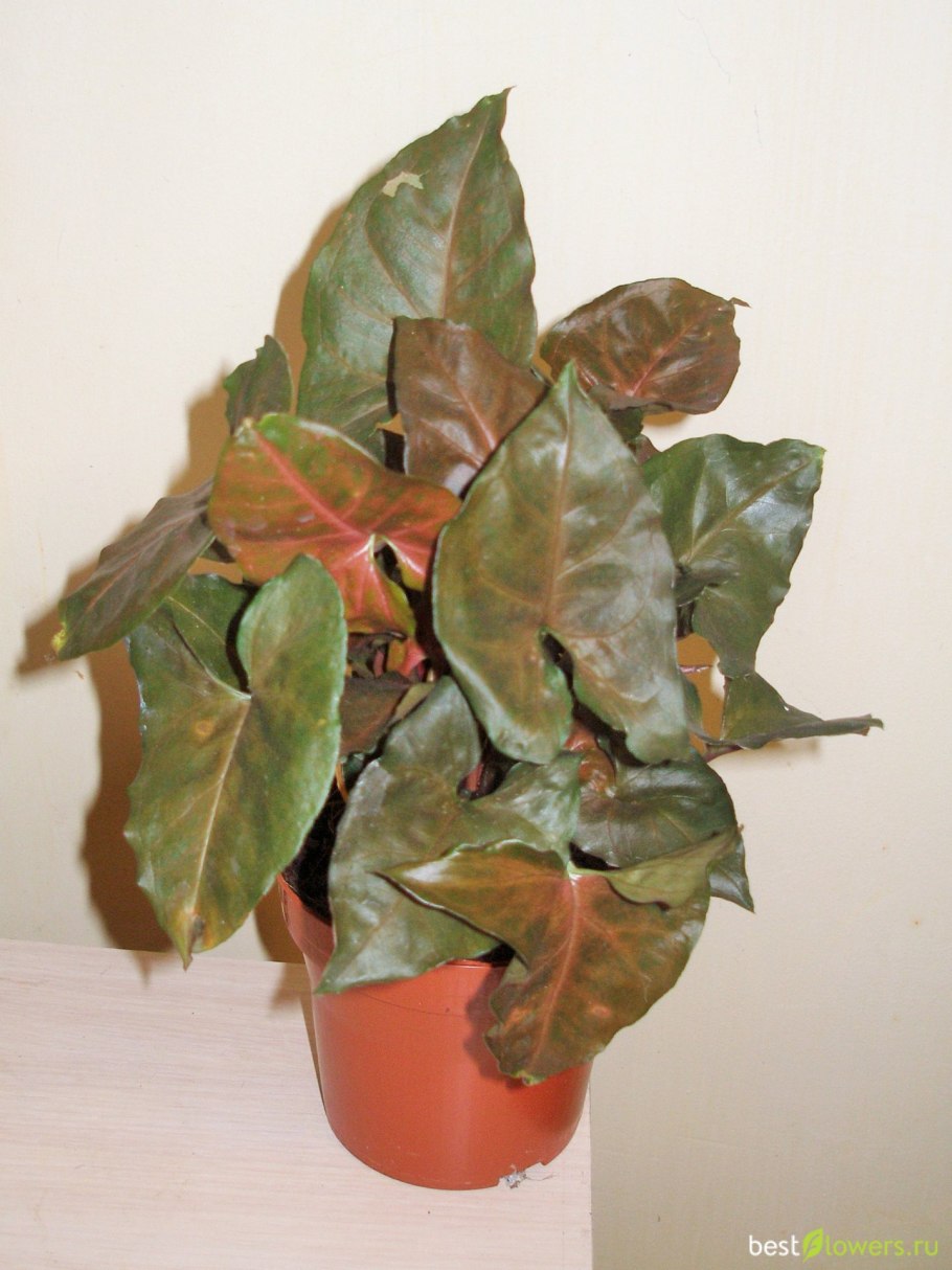 Сингониум Plum allusion