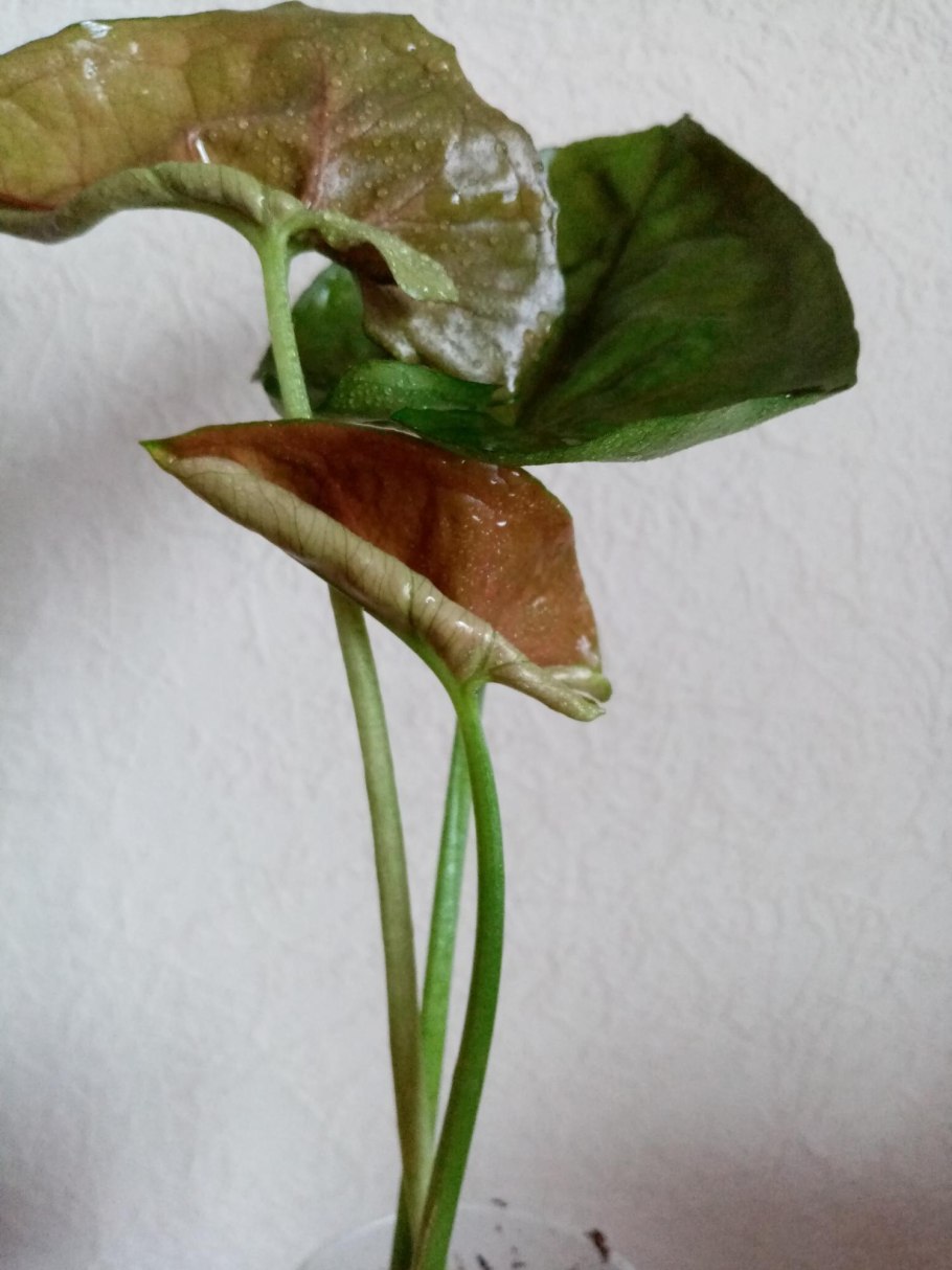 Сингониум Pink allusion