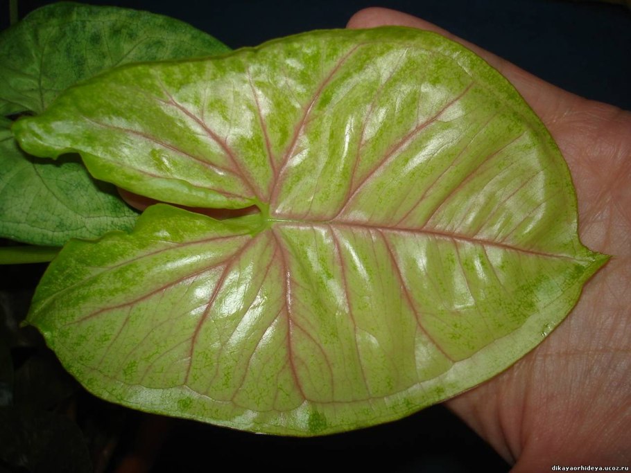 Сингониум Maria allusion