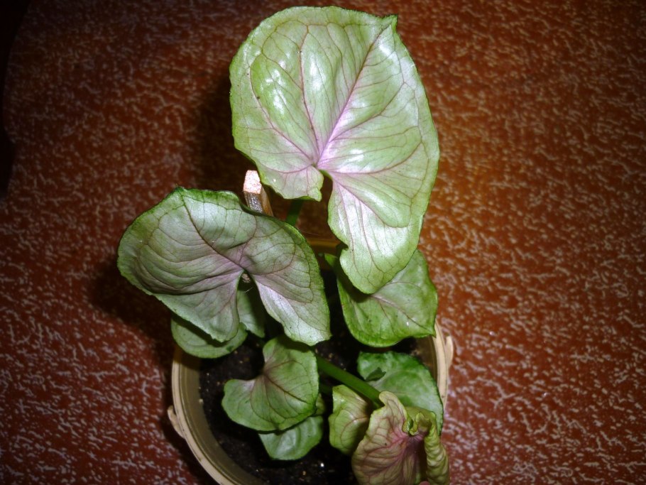 Сингониум ножколистный (Syngonium podophyllum)