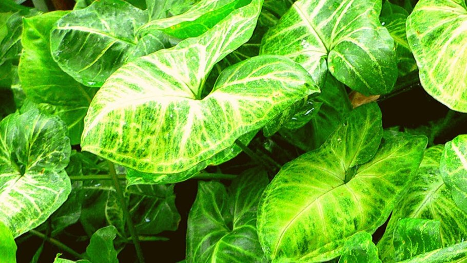 Сингониум Хоффмани