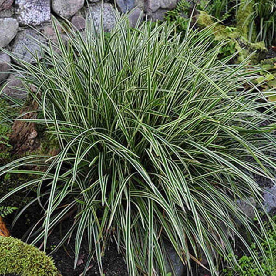 Осока Моррова