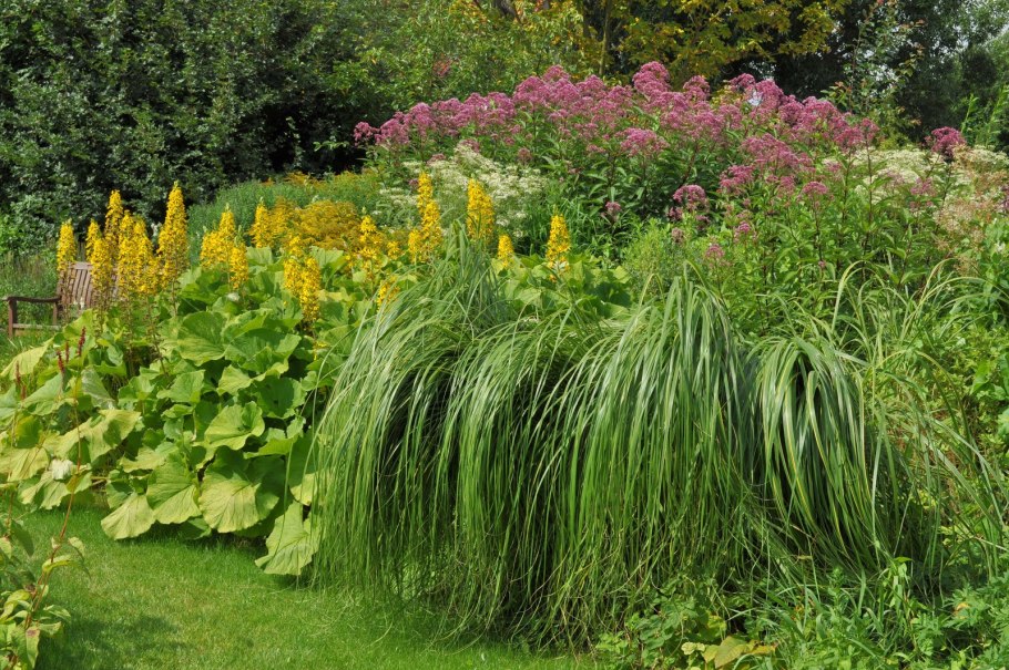 Осока Морроу Вариегата