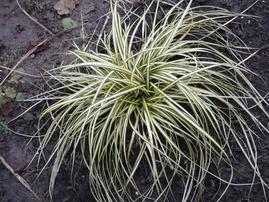 Осока пальмолистная Carex muskingumensis