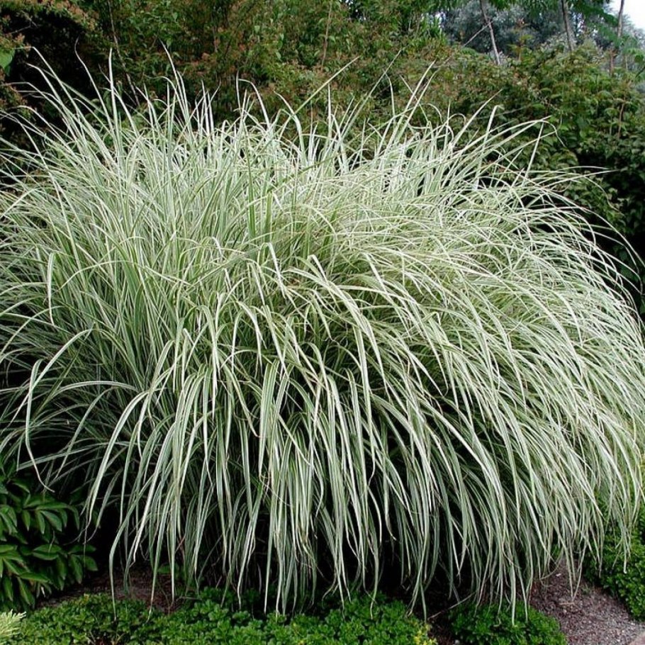 Осока Морроу Вариегата