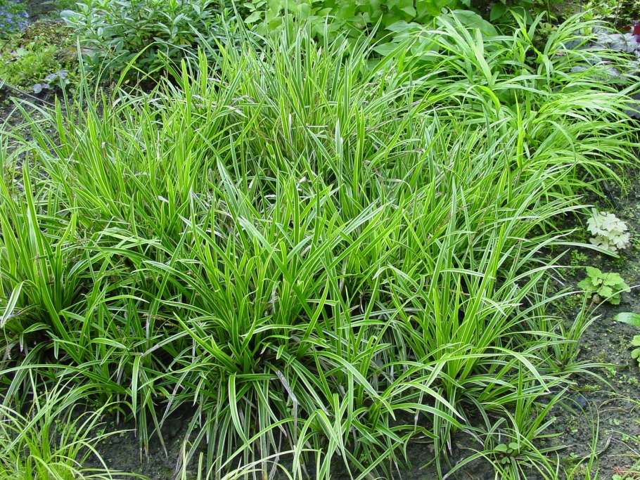 Осока Морроу (Carex morrowii &#96;variegata&#96;)