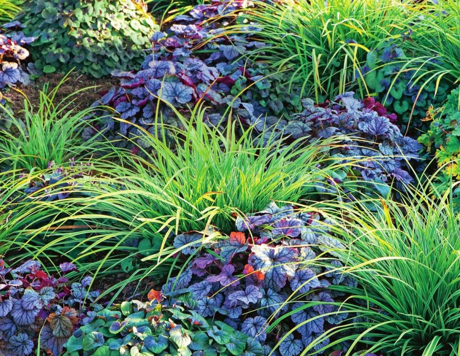 Осока Морроу в цветниках