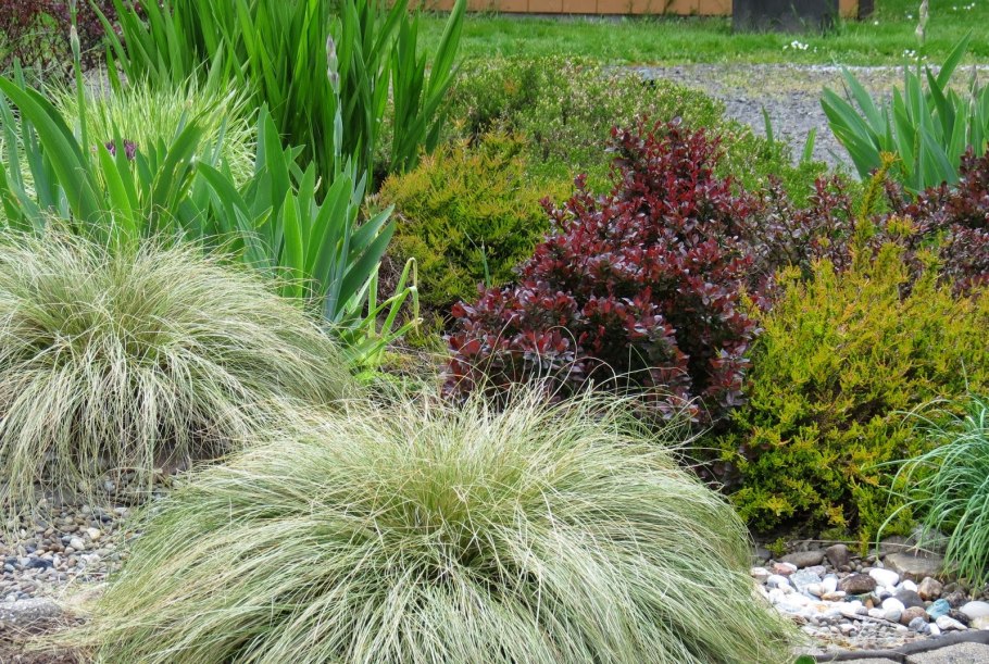 Осока Моррова Айриш Грин