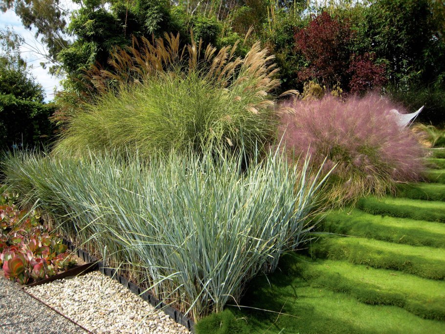 Осока Морроу (Carex morrowii 'variegata) р9