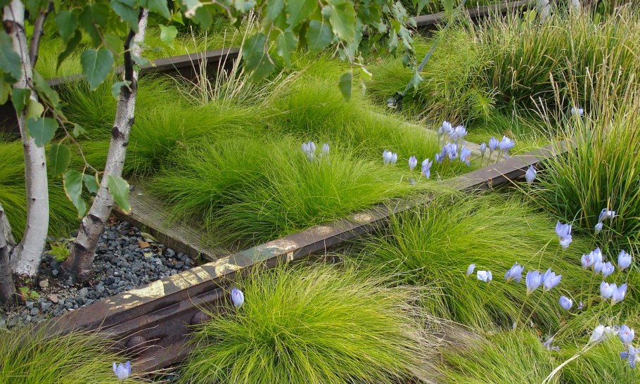 Осока мискантус