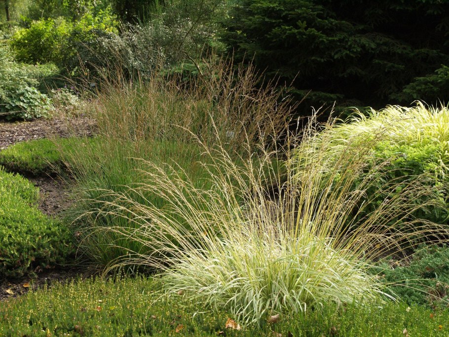 Осока подушковидная