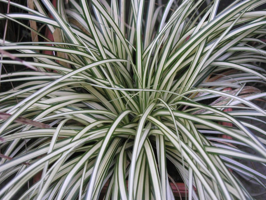 Колосняк песчаный райграс