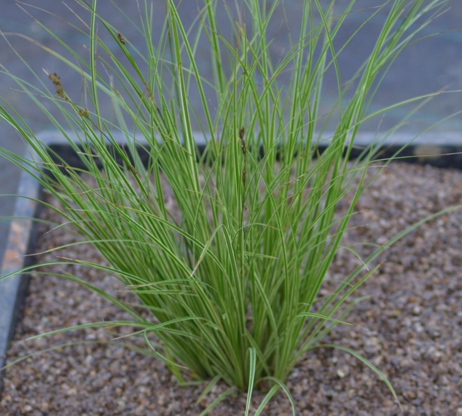 Осока Carex Evergold