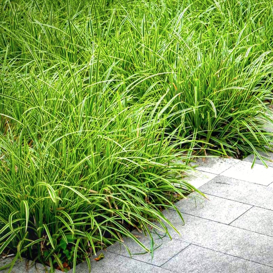 Осока гладконосая