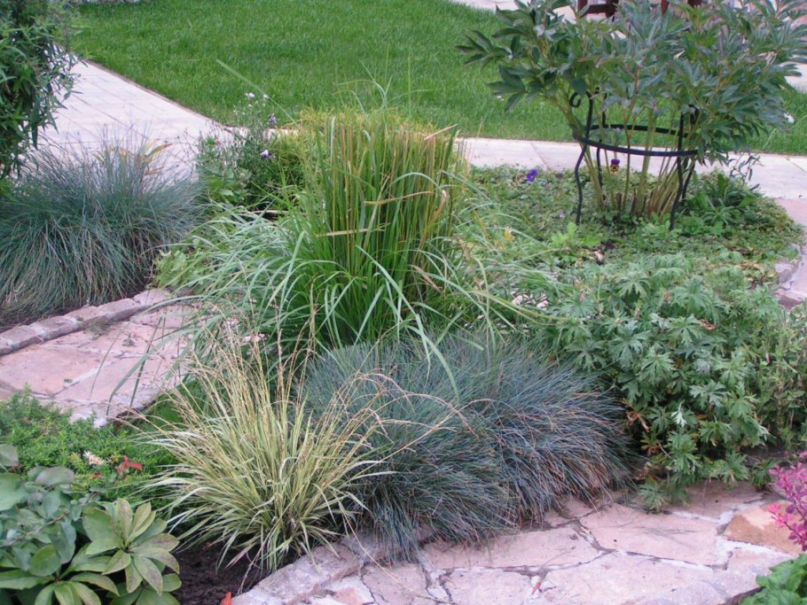 Молиния голубая Эдит Дадзус