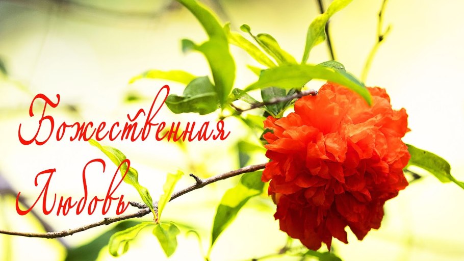 Зерна граната