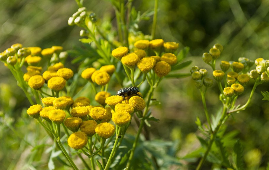 Танацетум пижма