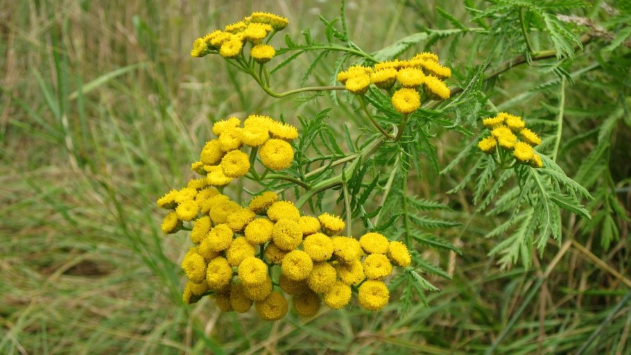 Пижма (раст. Сем. Сложноцветных)