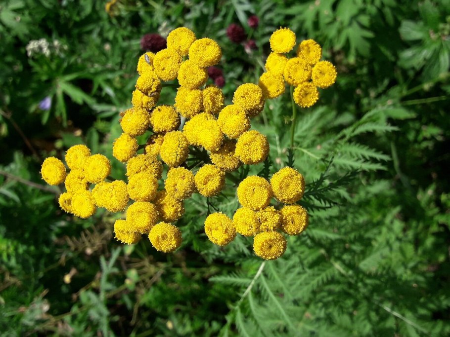 Tanacetum vulgare 'Isla Gold'