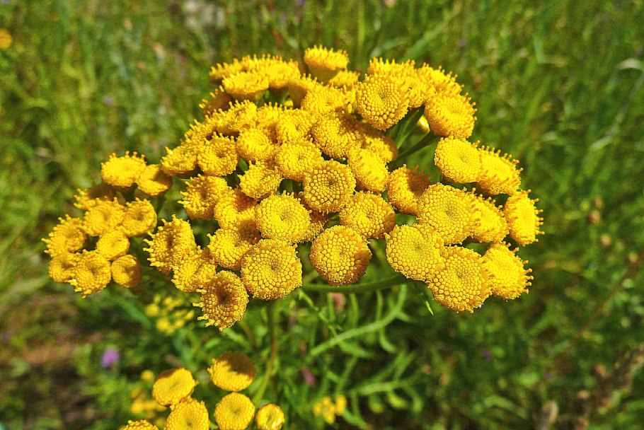 Отвар пижмы