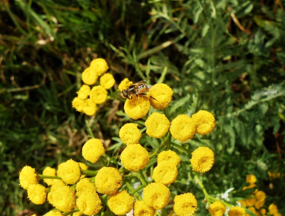 Пижма трава