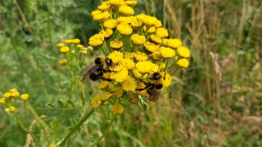 Пижма обыкновенная (Tanacetum vulgare)