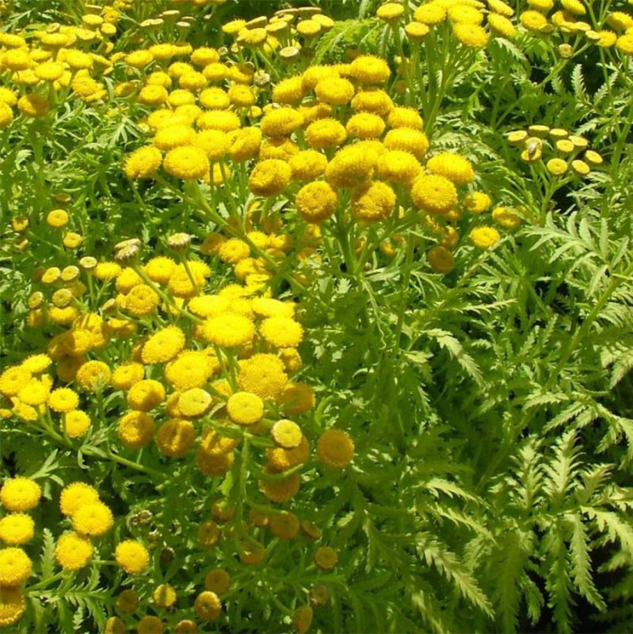 Пижма обыкновенная (Tanacetum vulgare)