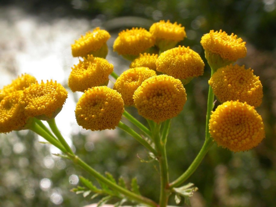 Tanacetum communis
