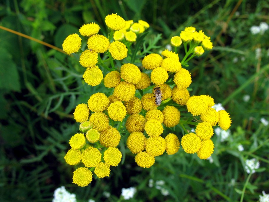 Крапива пижма Полынь бархатцы календула