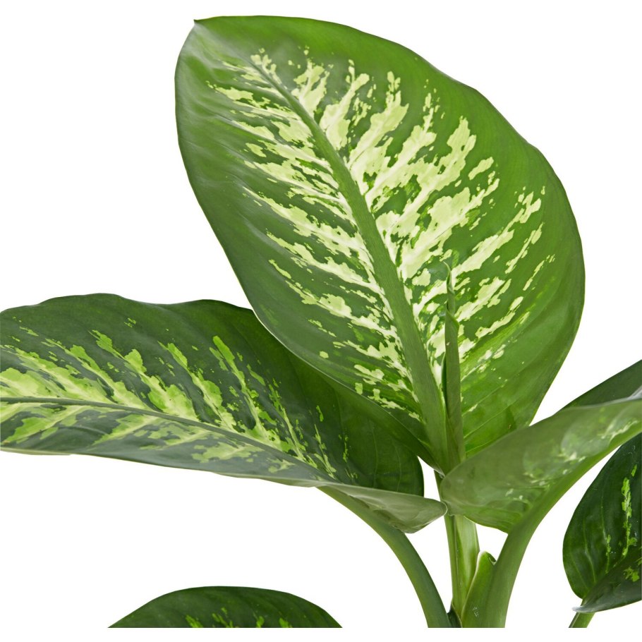 Диффенбахия Баузе (Dieffenbachia bausei) Родина