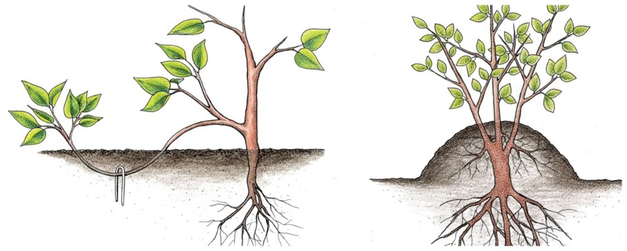 Черенки Лимонов прививка