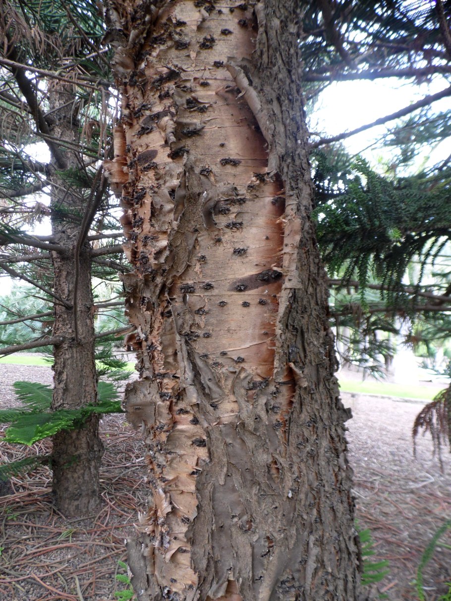 Граб кавказский дерево