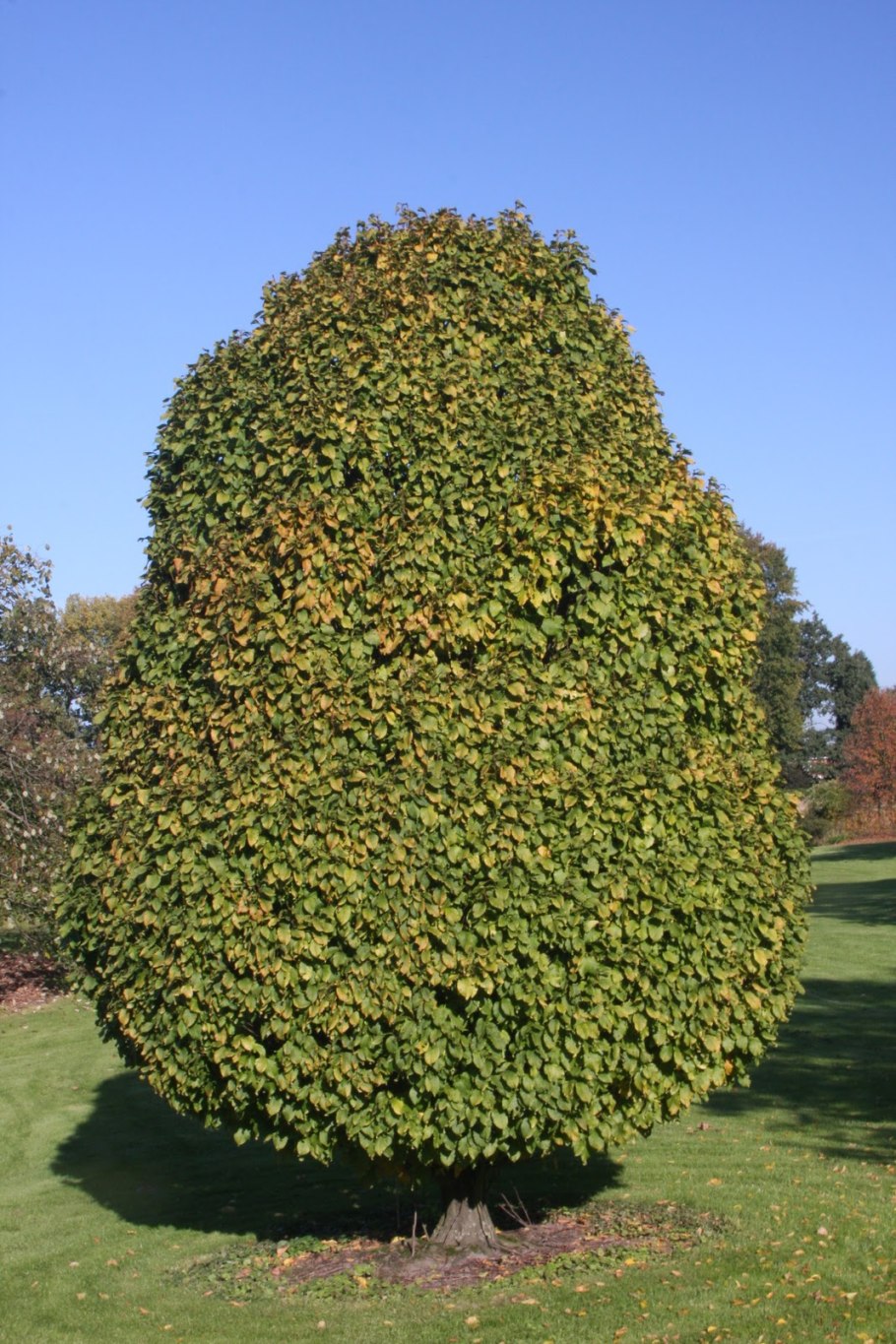 Carpinus betulus columnaris граб