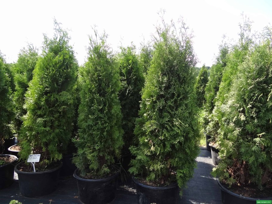 Carpinus betulus (граб обыкновенный) 'Fastigiata'