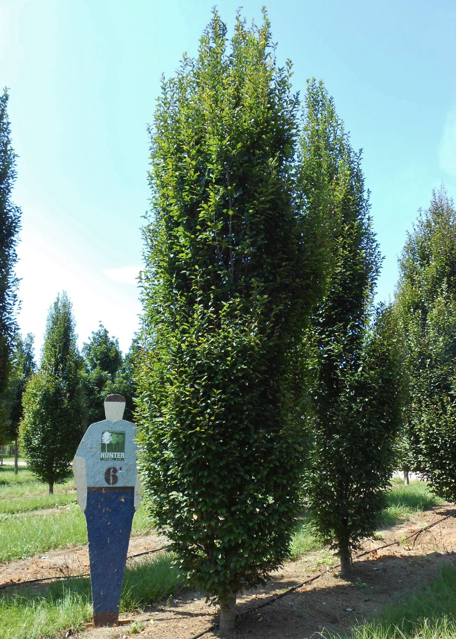 Граб обыкновенный Фастигиата