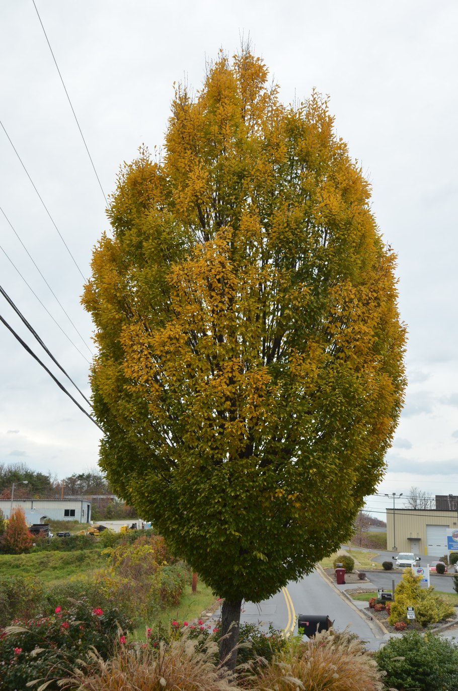 Граб обыкновенный Carpinus betulus
