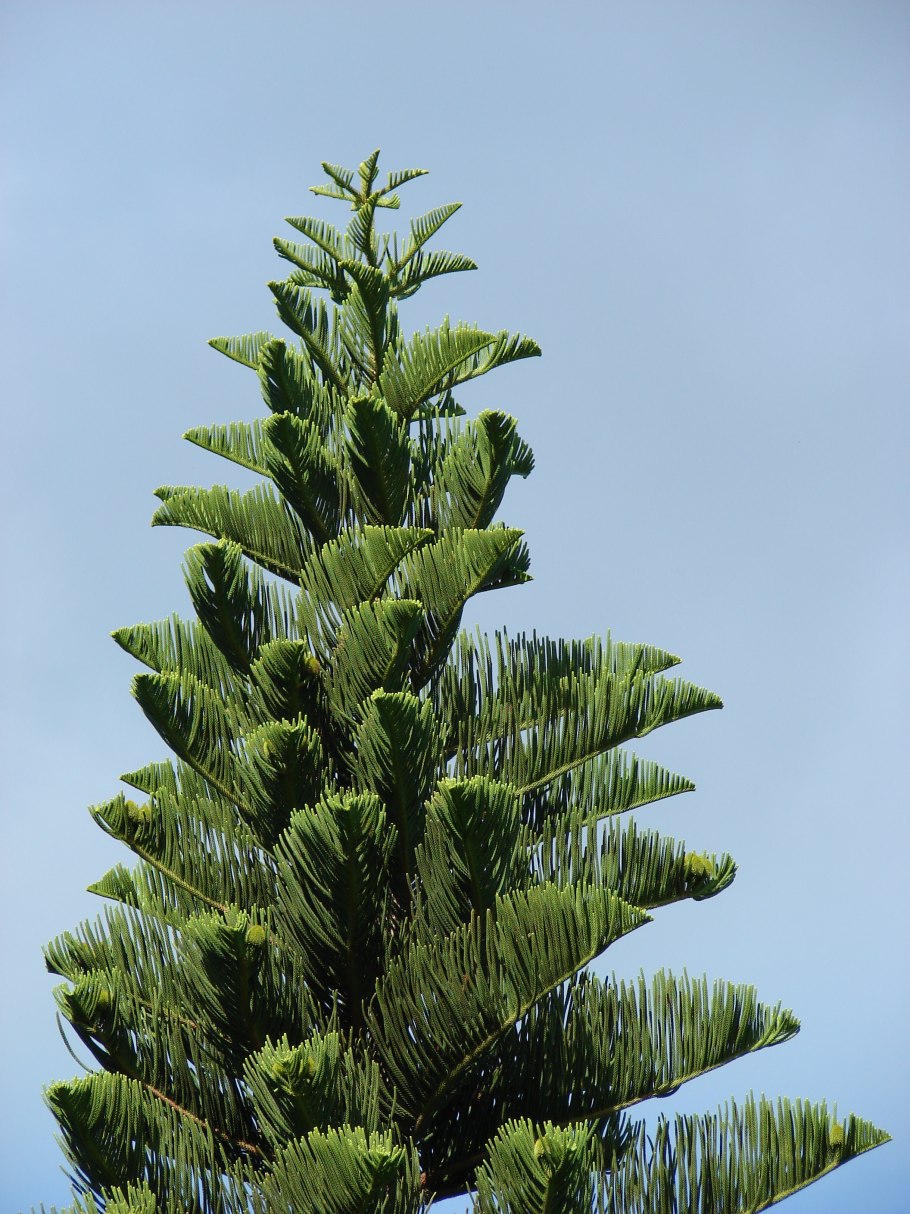 Граб обыкновенный плод