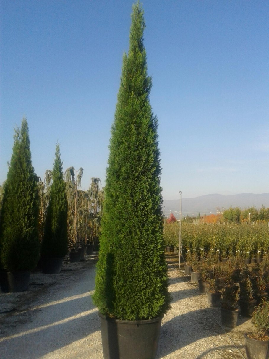 Граб обыкновенный Фастигиата