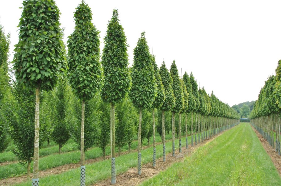 Carpinus betulus (граб обыкновенный) 'Fastigiata'