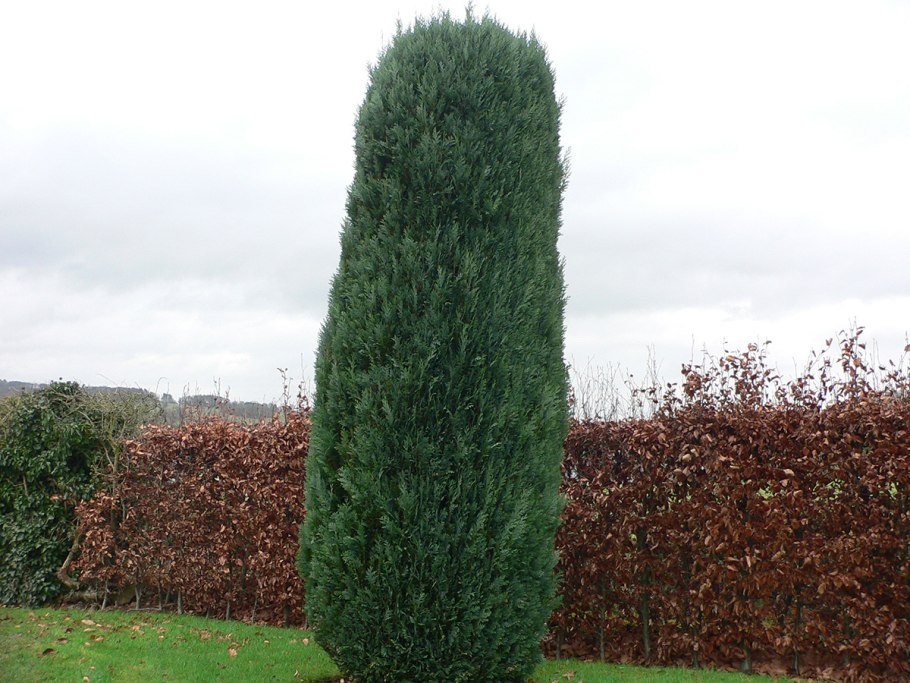 Береза повислая Fastigiata