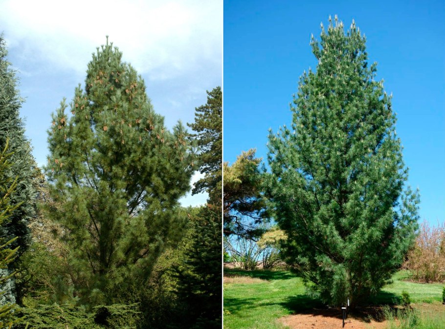 Вяз Фастигиата